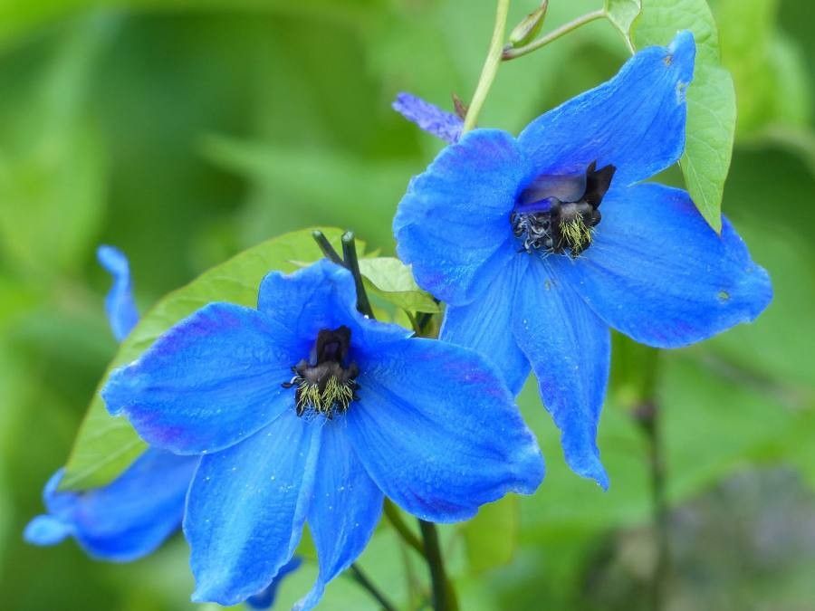 Delphinium menziesii flower