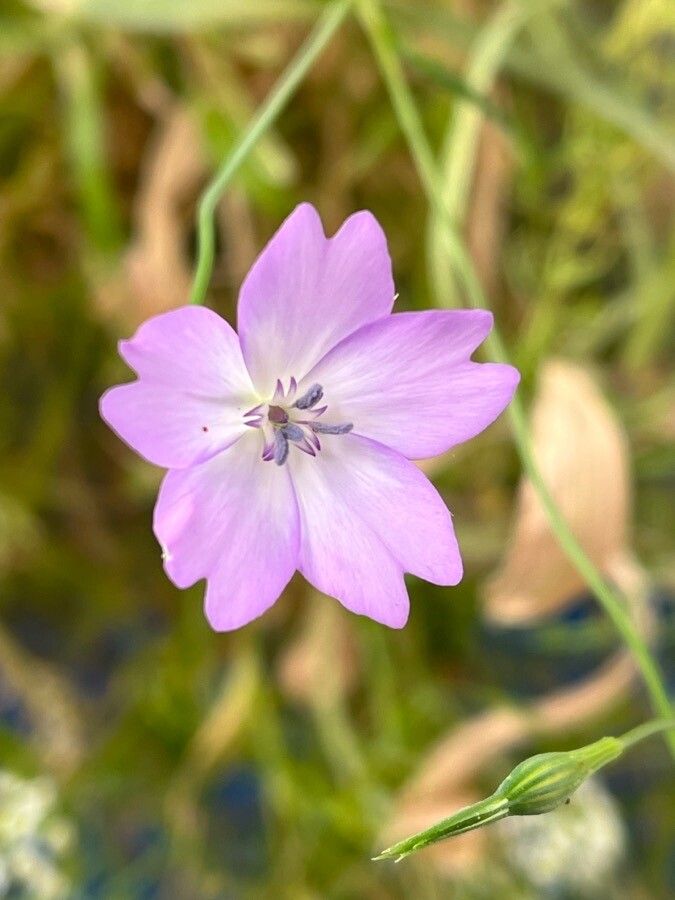 Eudianthe coeli-rosa flower