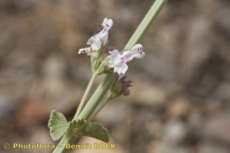 Nepeta barbara other