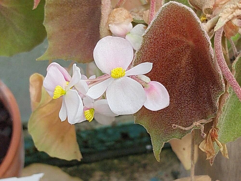 Begonia rigida — houseplant care guide