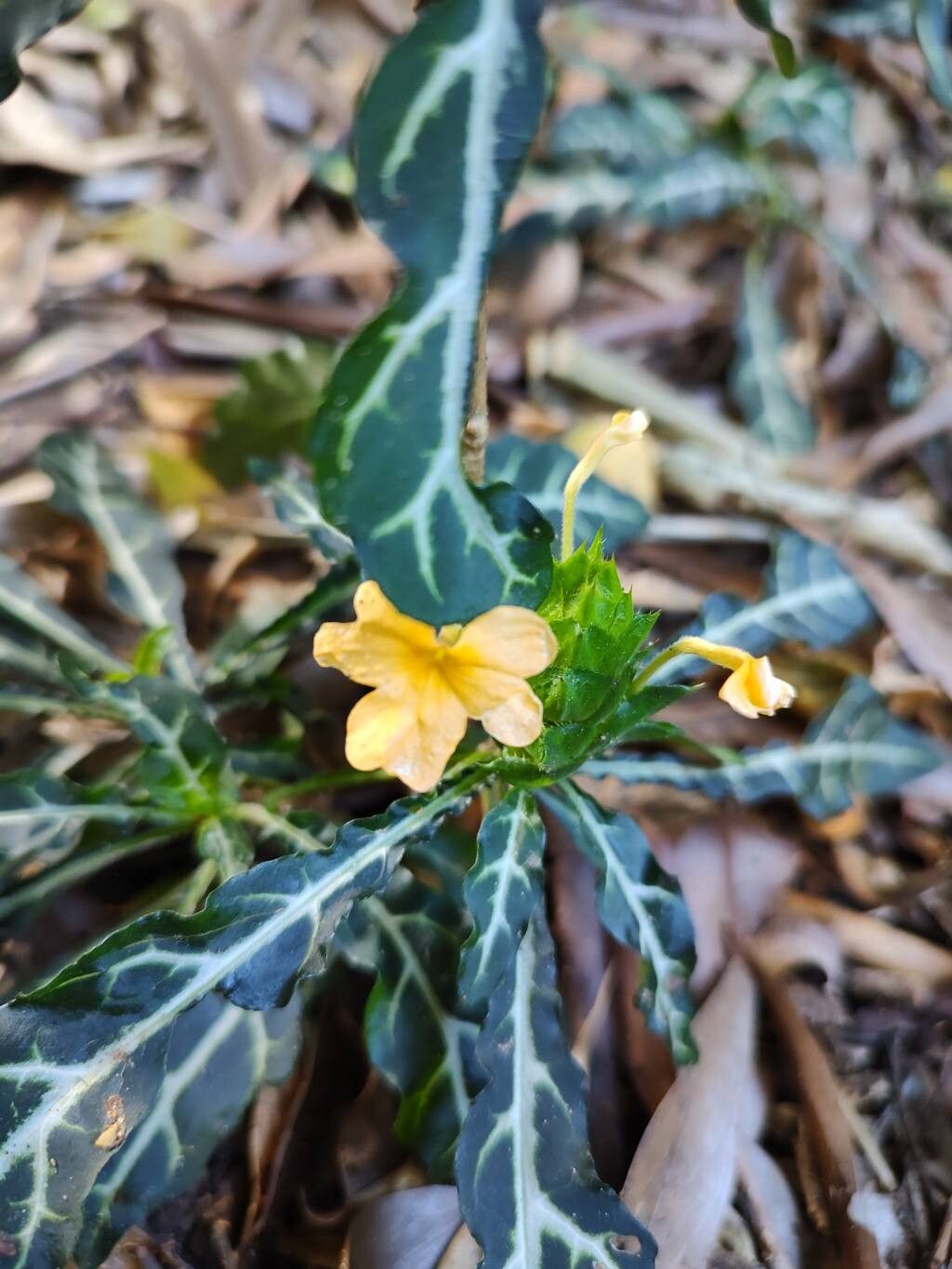 Crossandra pungens flower