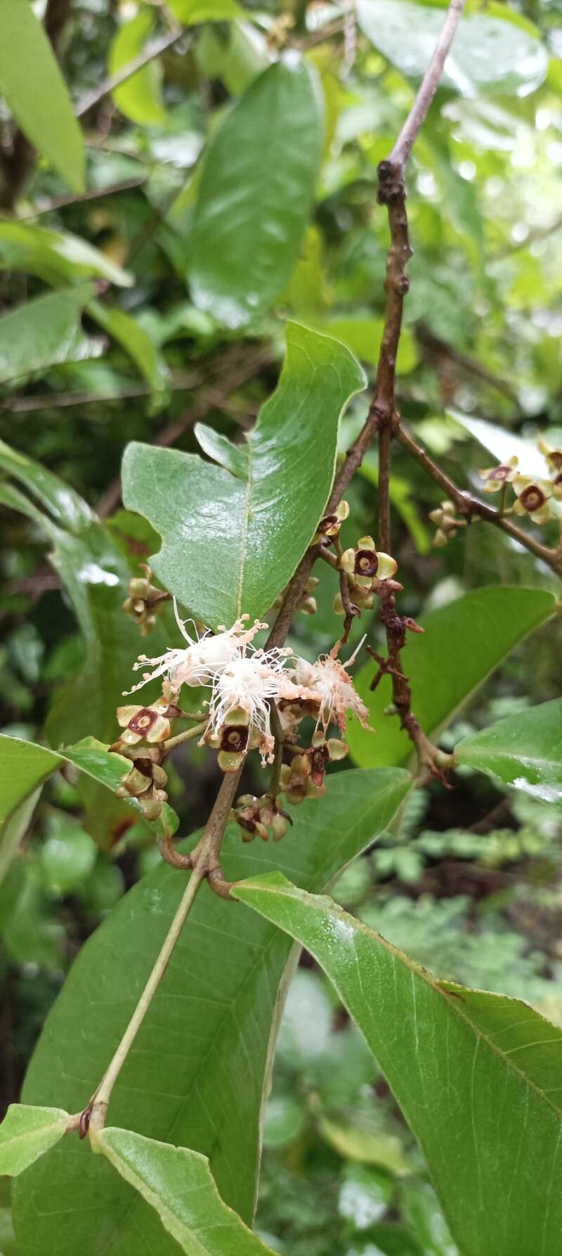 Eugenia salamensis flower