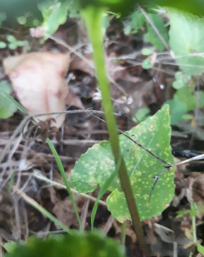 Viola Melissifolia bark