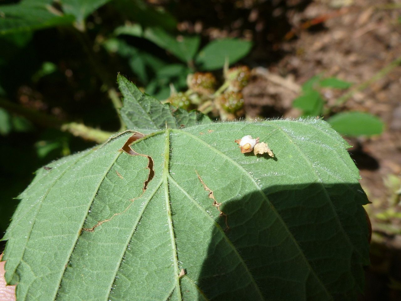 Rubus napophiloides leaf