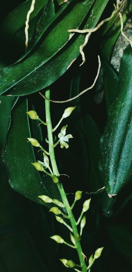 Notylia aromatica flower