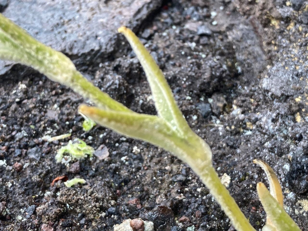 Cerastium floccosum leaf