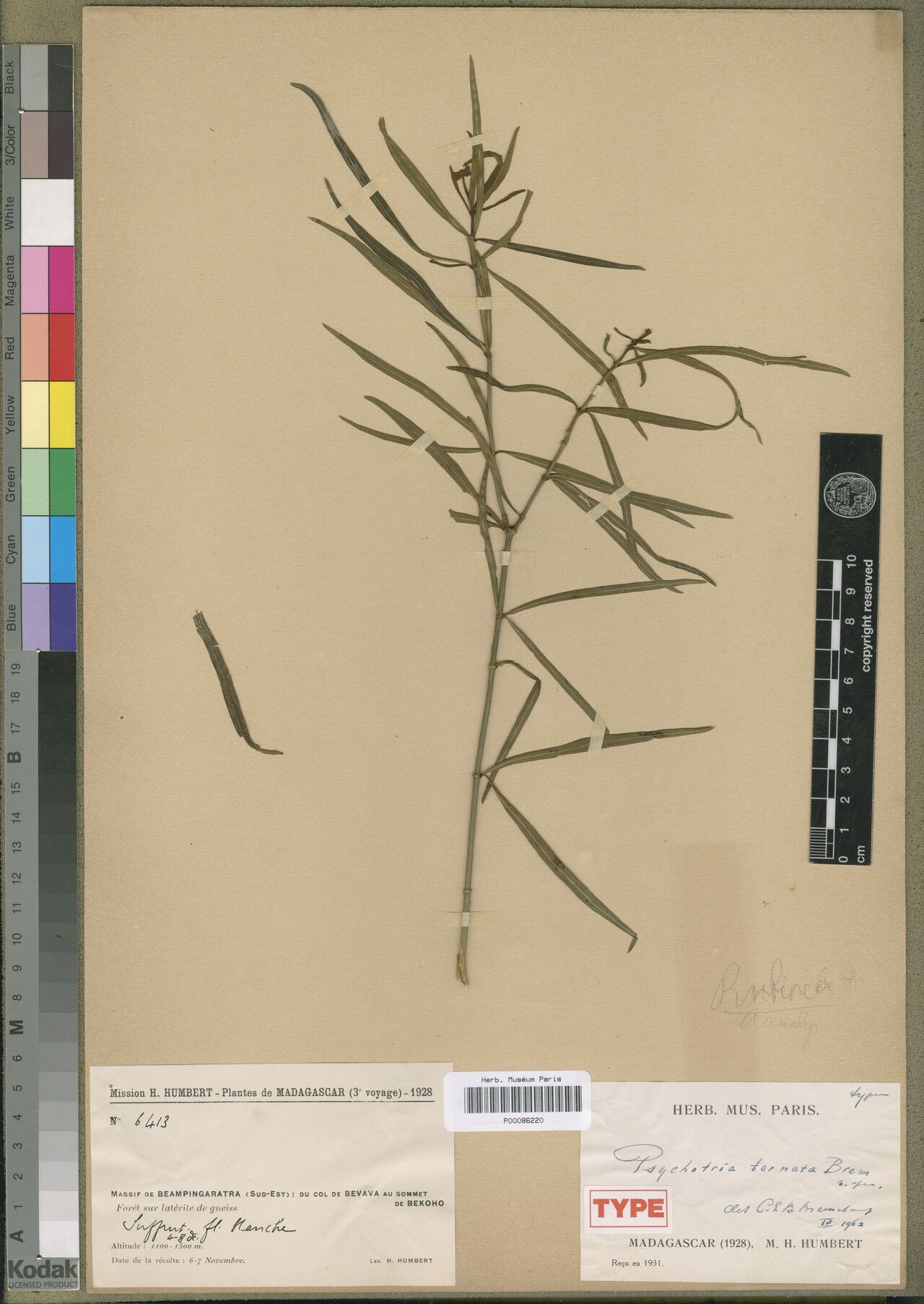 Psychotria ternata — houseplant care guide