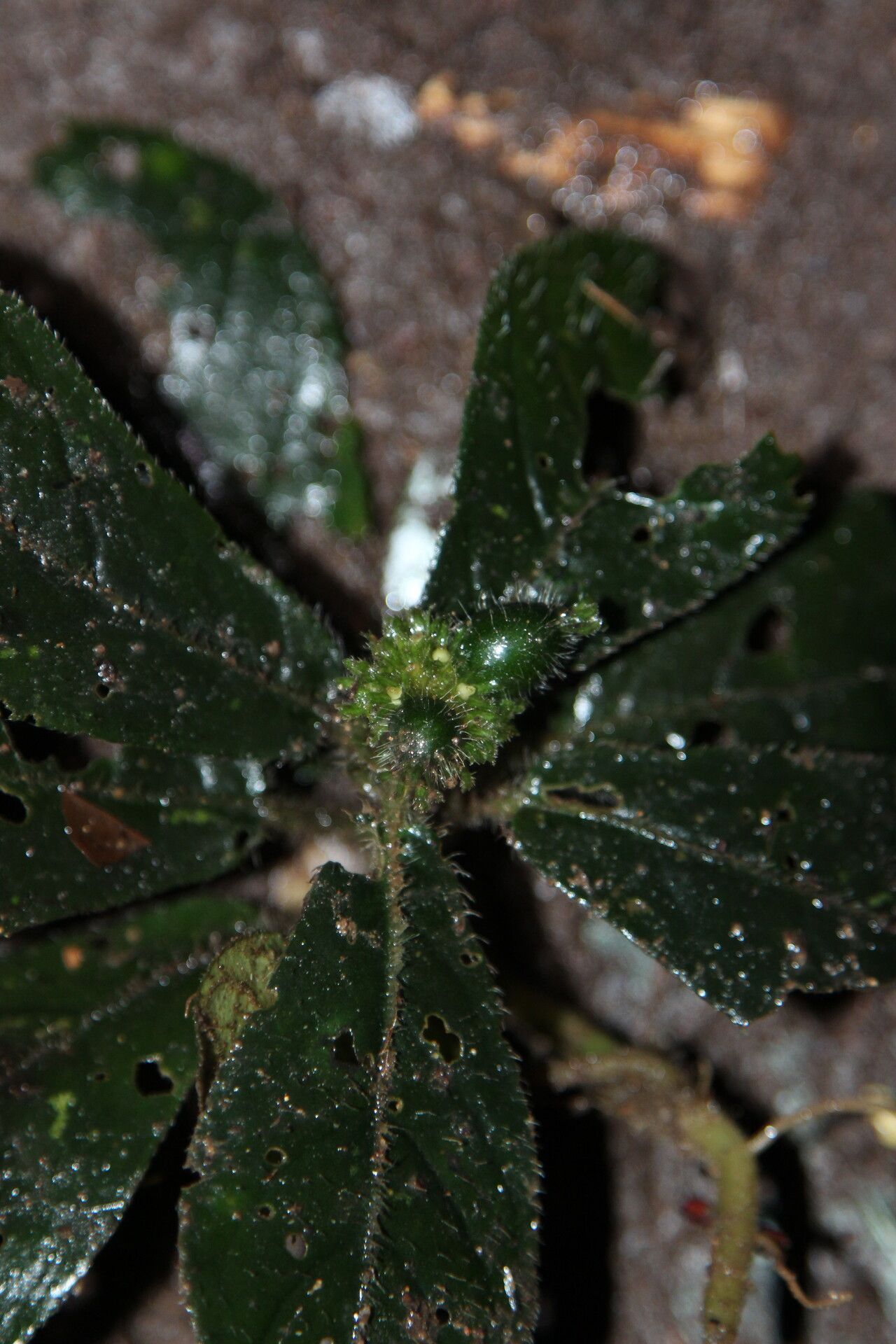 Psychotria rhynchodiscus fruit