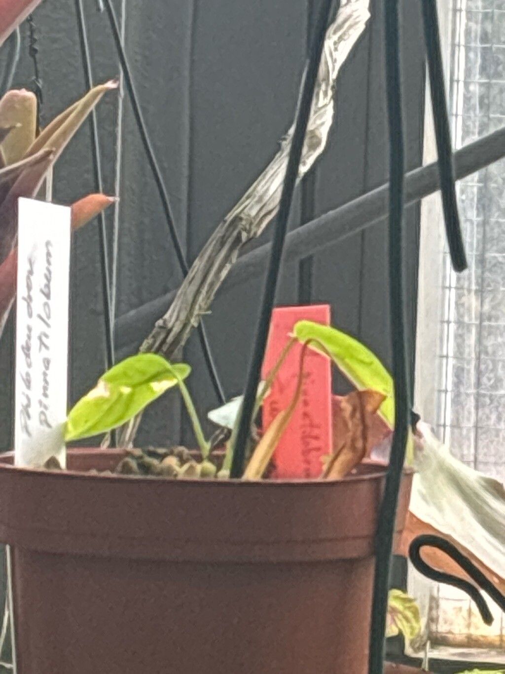 Philodendron pinnatilobum — houseplant care guide