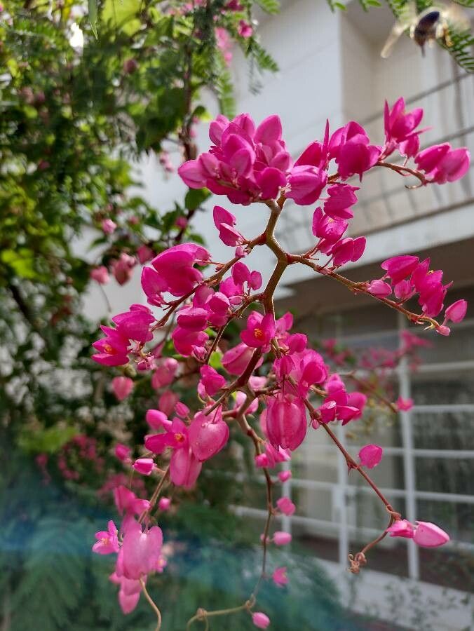 Antigonon leptopus flower
