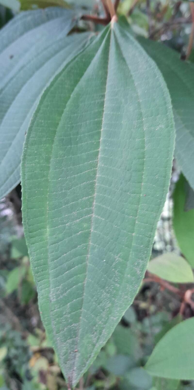 Miconia ioneura — houseplant care guide