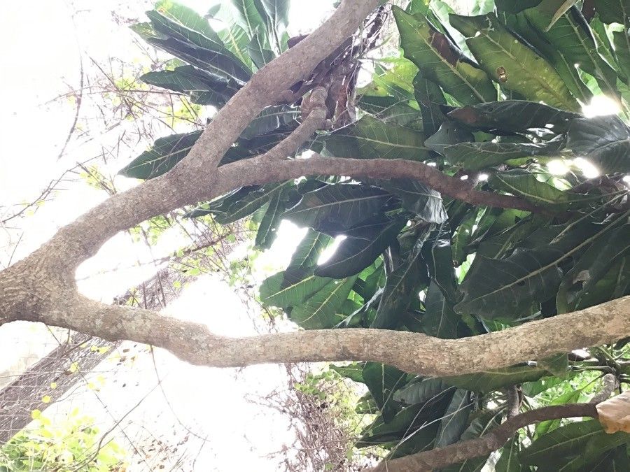 Meryta denhamii bark