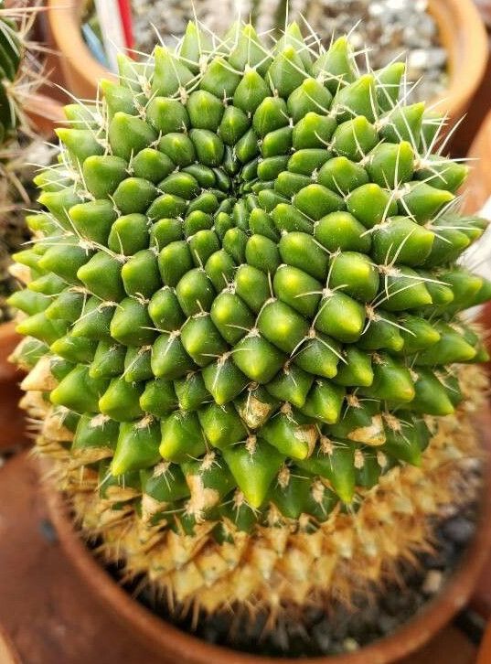 Sulcorebutia mentosa habit