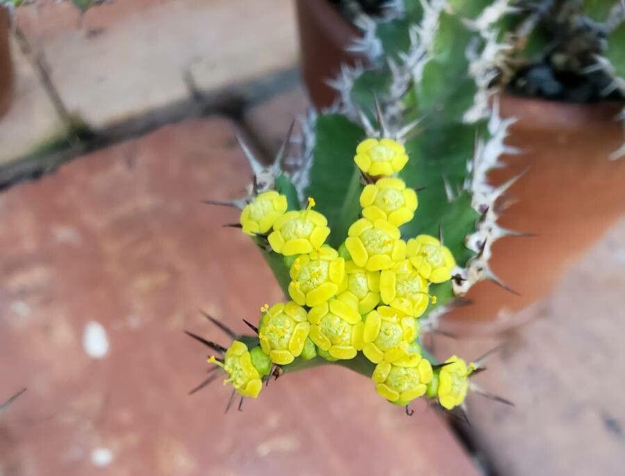 Euphorbia restricta flower