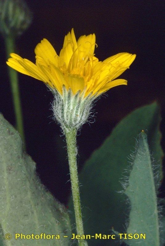 Hieracium rupestre other
