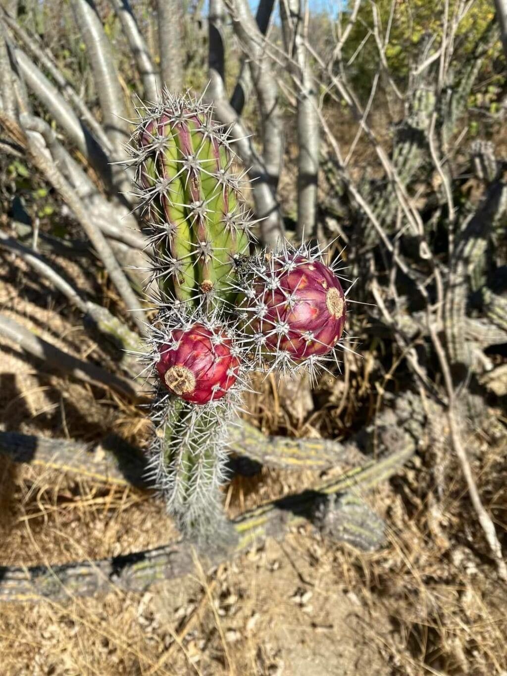 Harrisia tortuosa — houseplant care guide