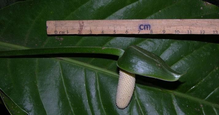 Anthurium bradeanum other