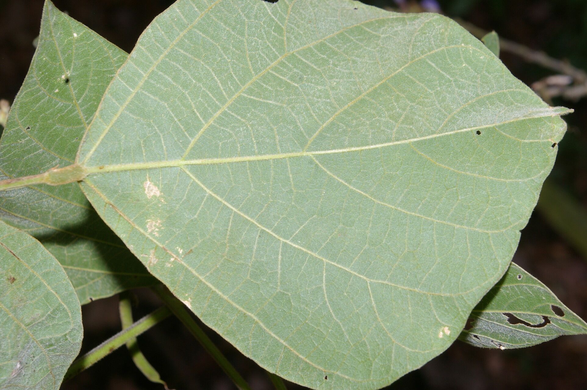 Calopogonium caeruleum — related species from the same genus