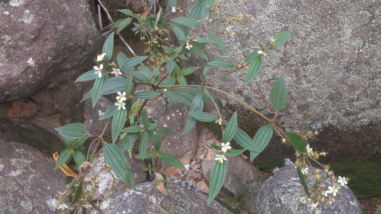 Tibouchina longifolia bark