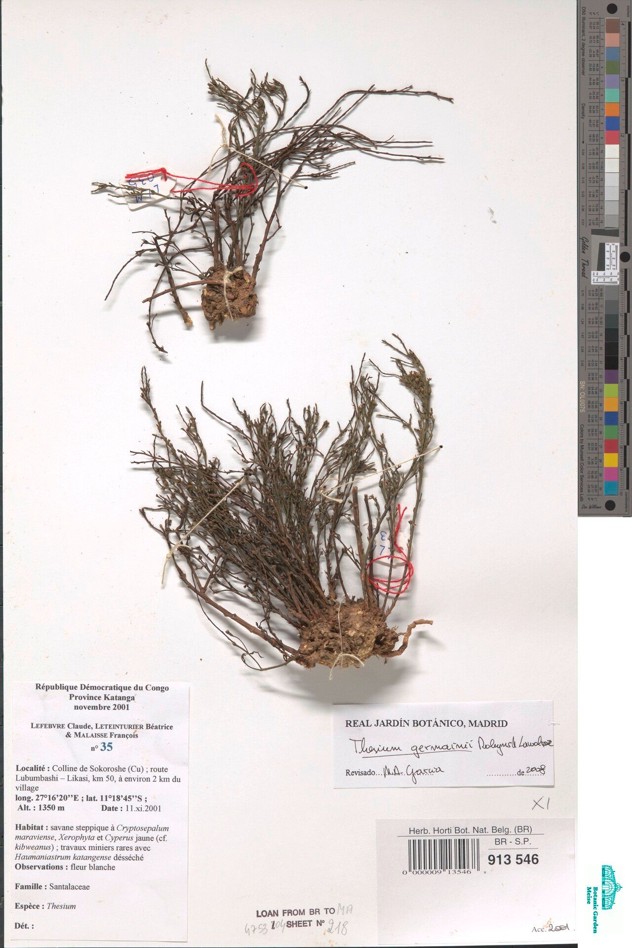 Thesium germainii — houseplant care guide