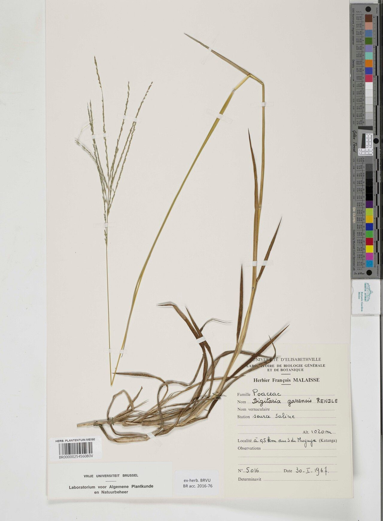 Digitaria gazensis — houseplant care guide