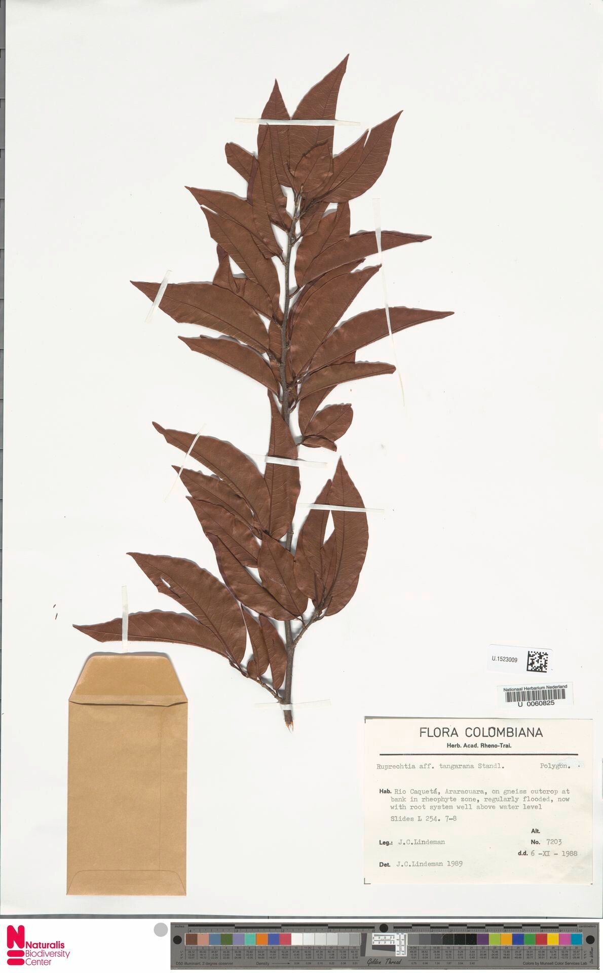 Ruprechtia tangarana — houseplant care guide