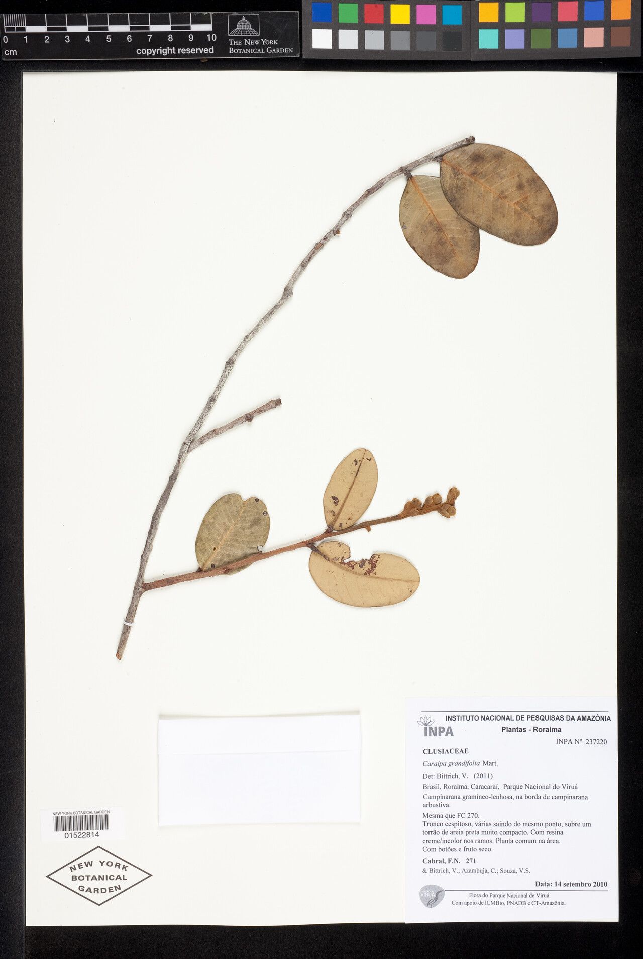 Caraipa grandifolia — related species from the same genus