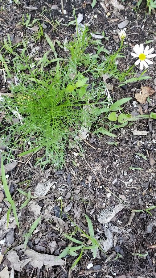 Matricaria recutita habit