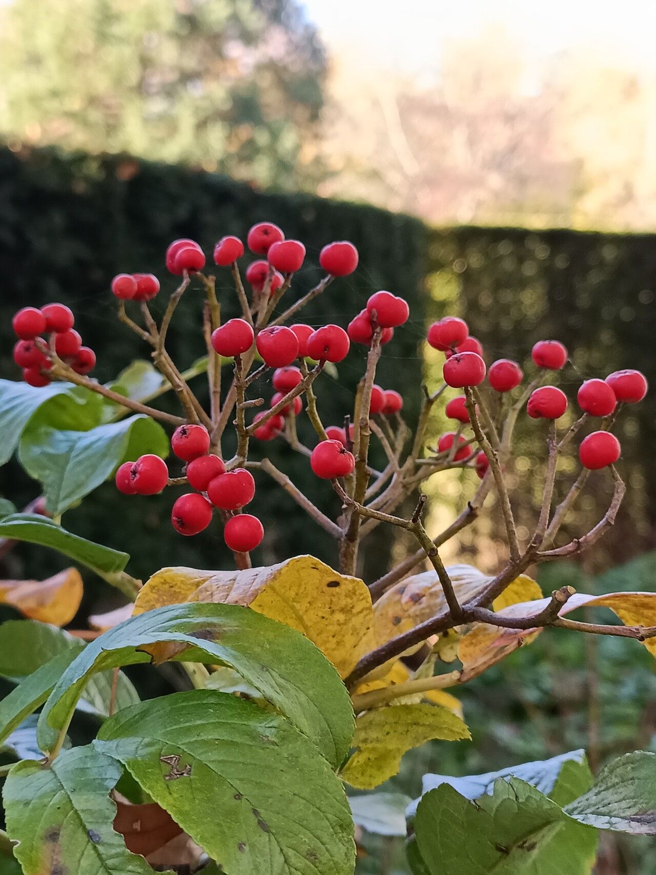 Sorbus wilsoniana fruit