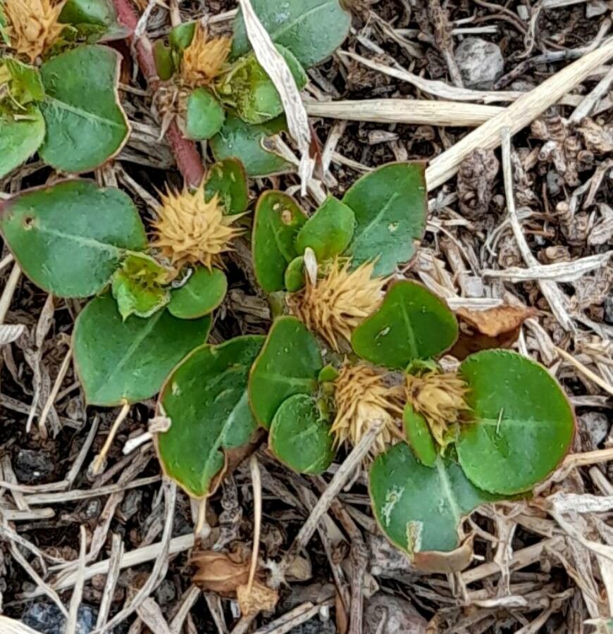 Alternanthera pungens flower