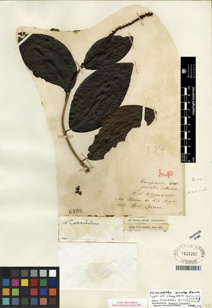 Coccoloba ovata other