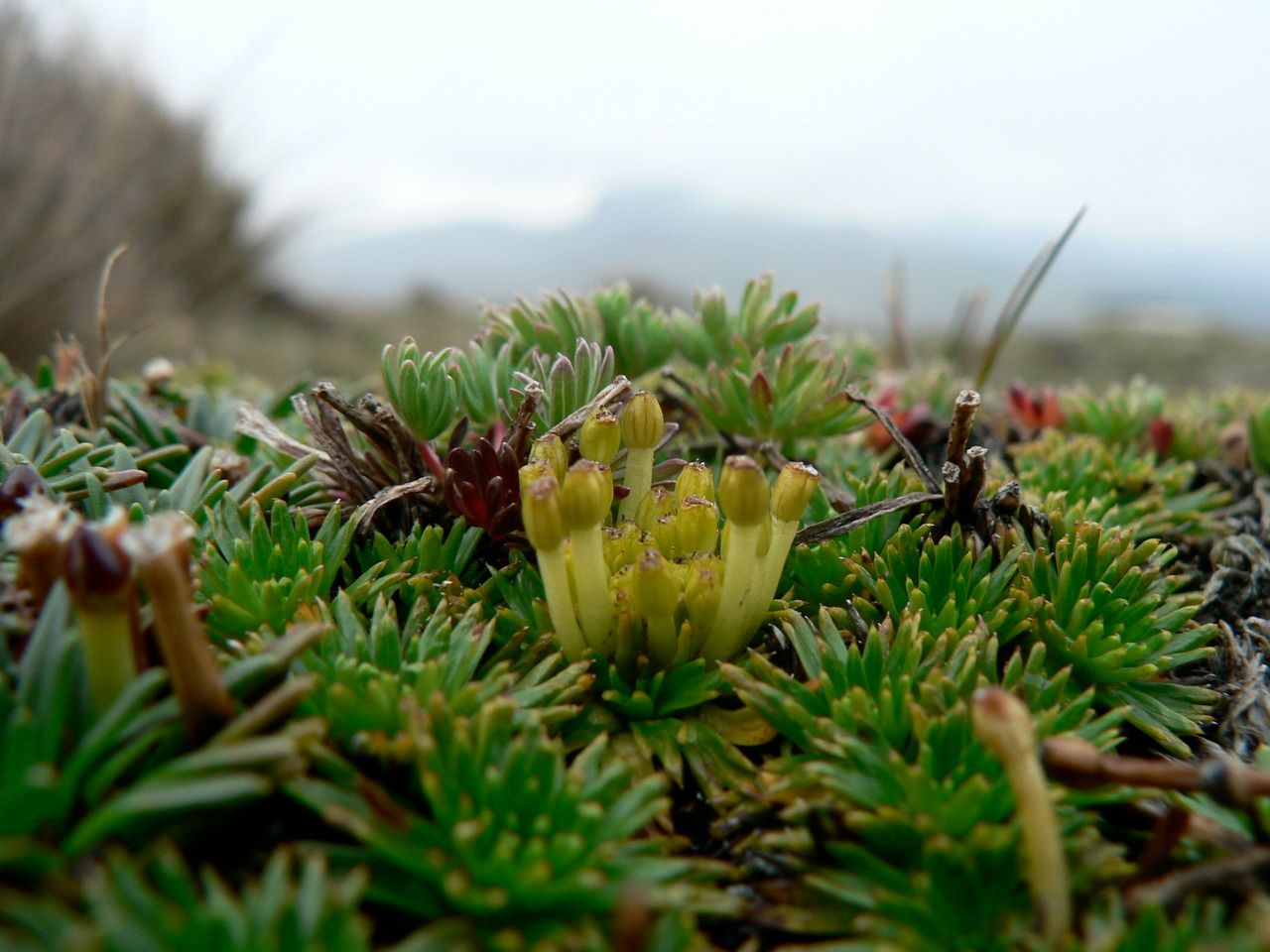 Azorella pedunculata fruit