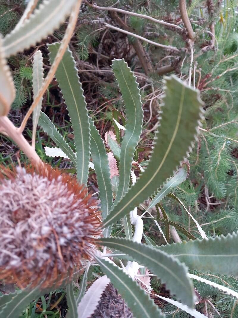 Banksia ornata — search result for 'Banksia'