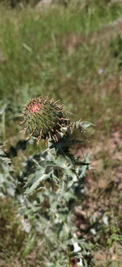 Cirsium undulatum fruit