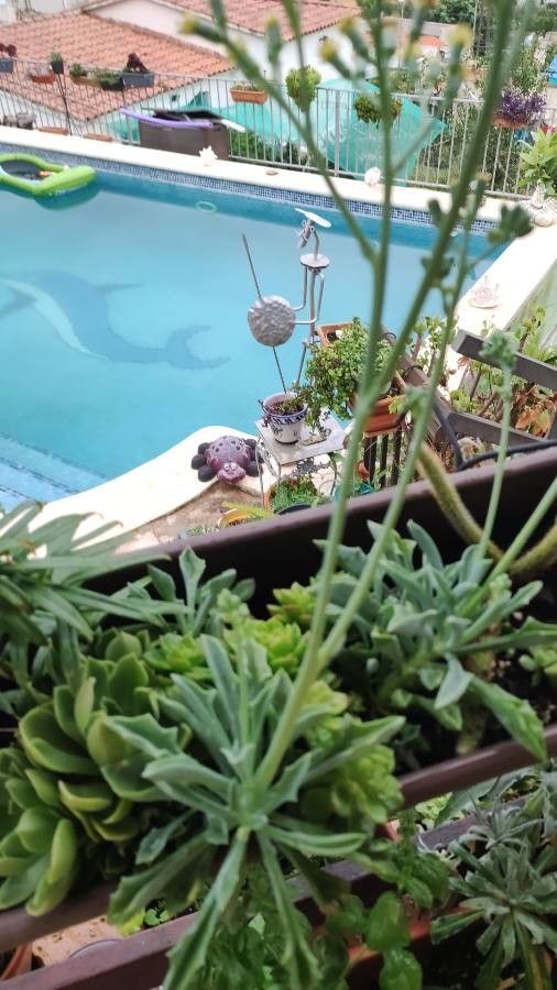 Senecio kleiniiformis flower