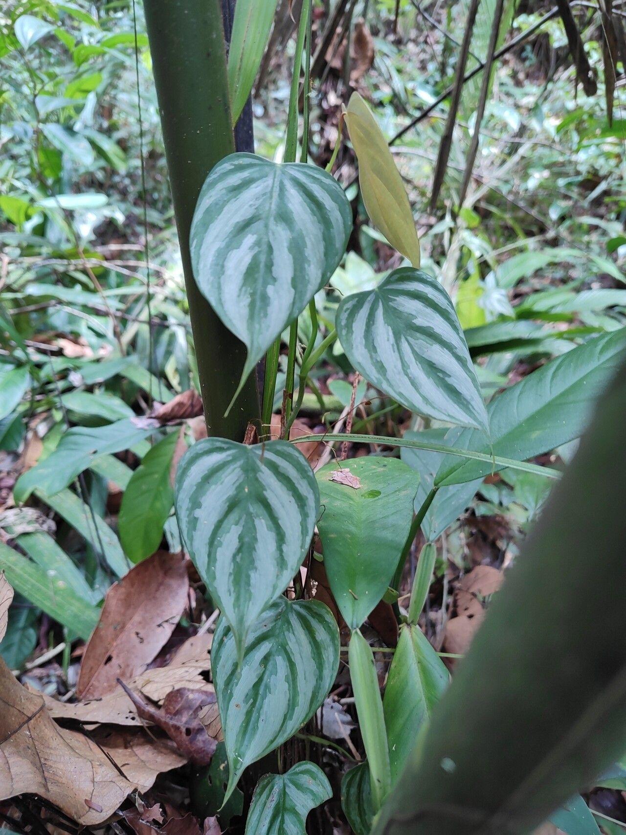 Philodendron toshibae leaf