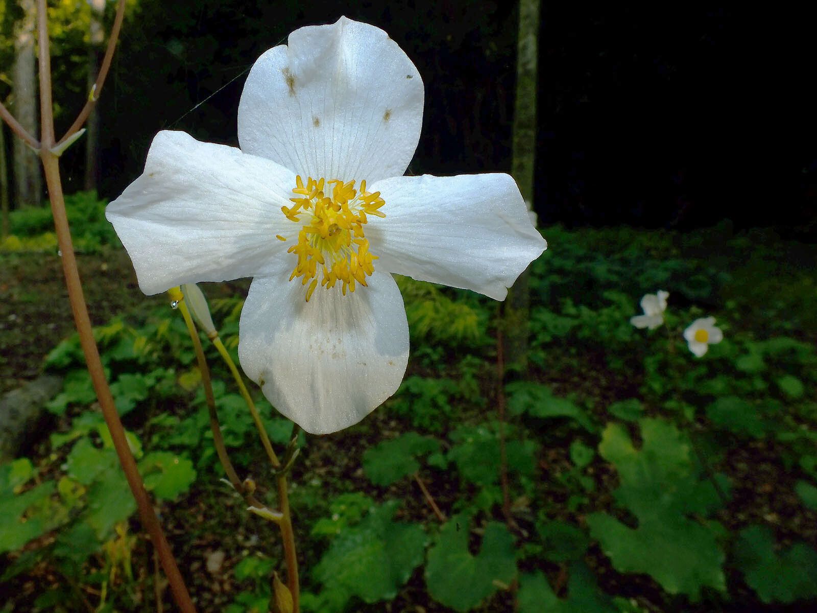 Eomecon chionantha flower