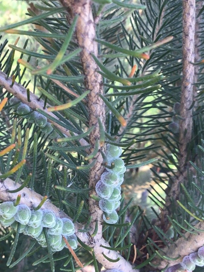 Melaleuca quadrifida fruit