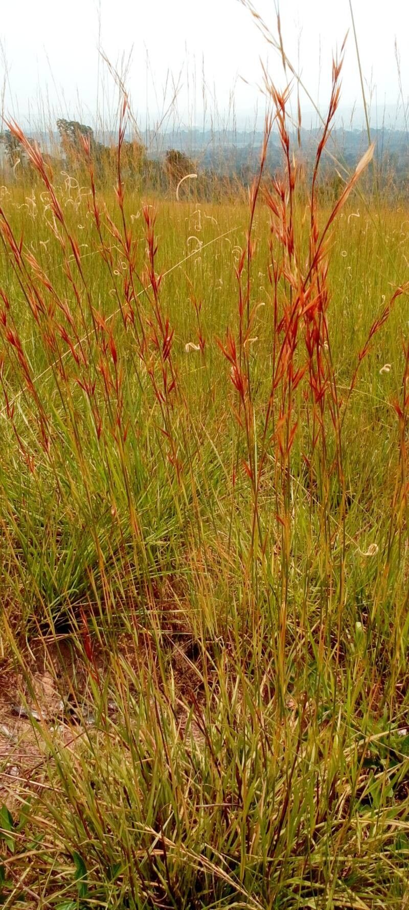 Elionurus hensii — related species from the same genus