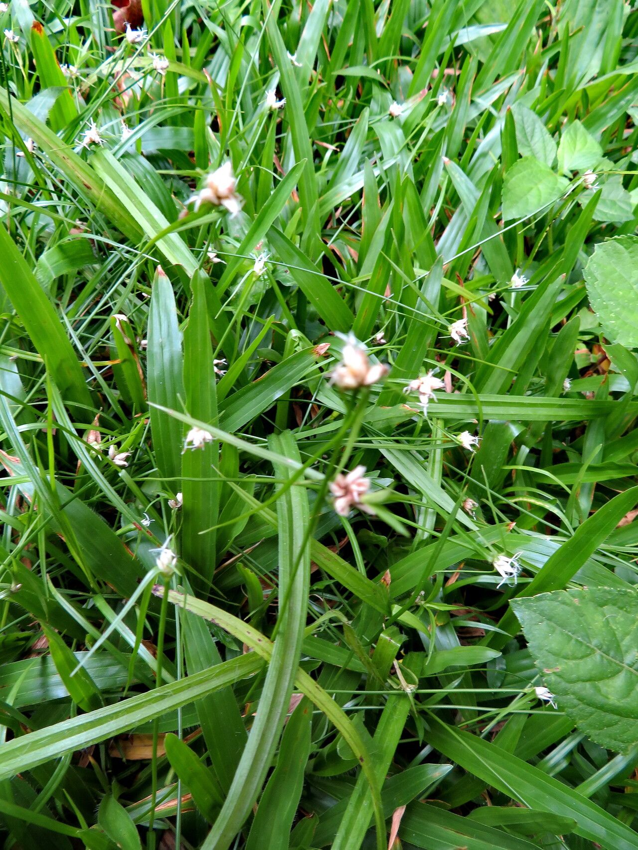 Rhynchospora radicans habit