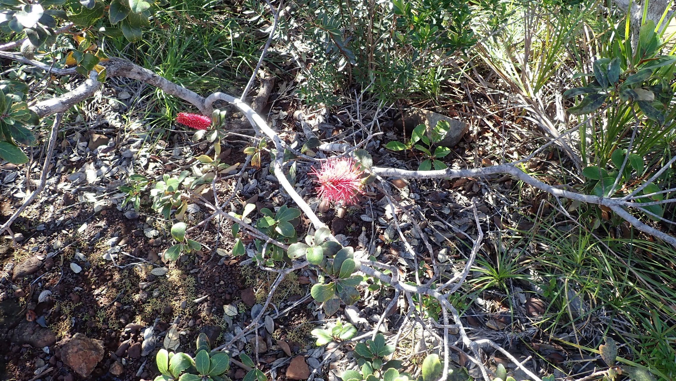 Grevillea nepwiensis habit