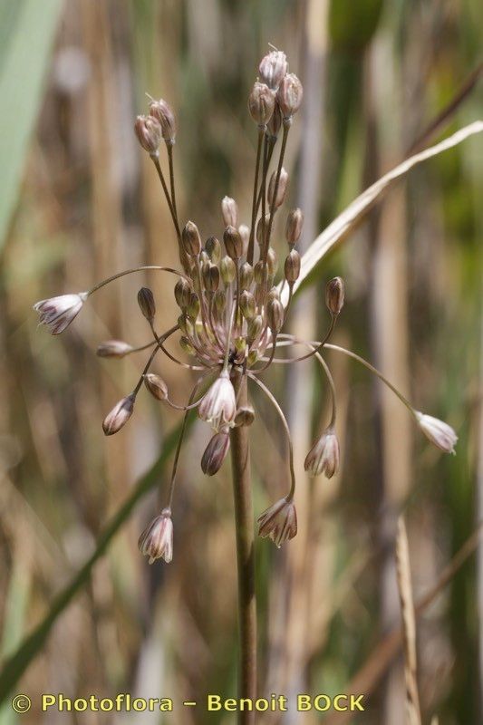 Allium savii fruit