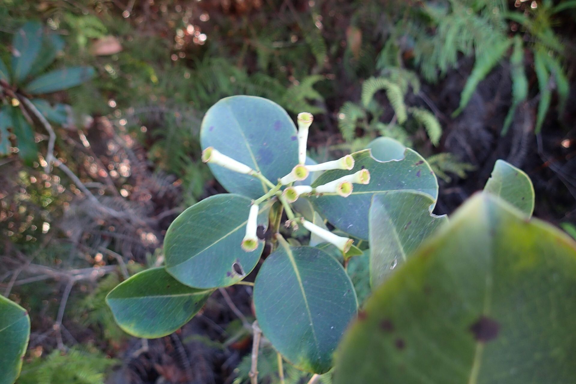 Syzygium baladense fruit