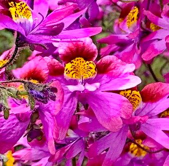 Schizanthus carlomunozii — related species from the same genus