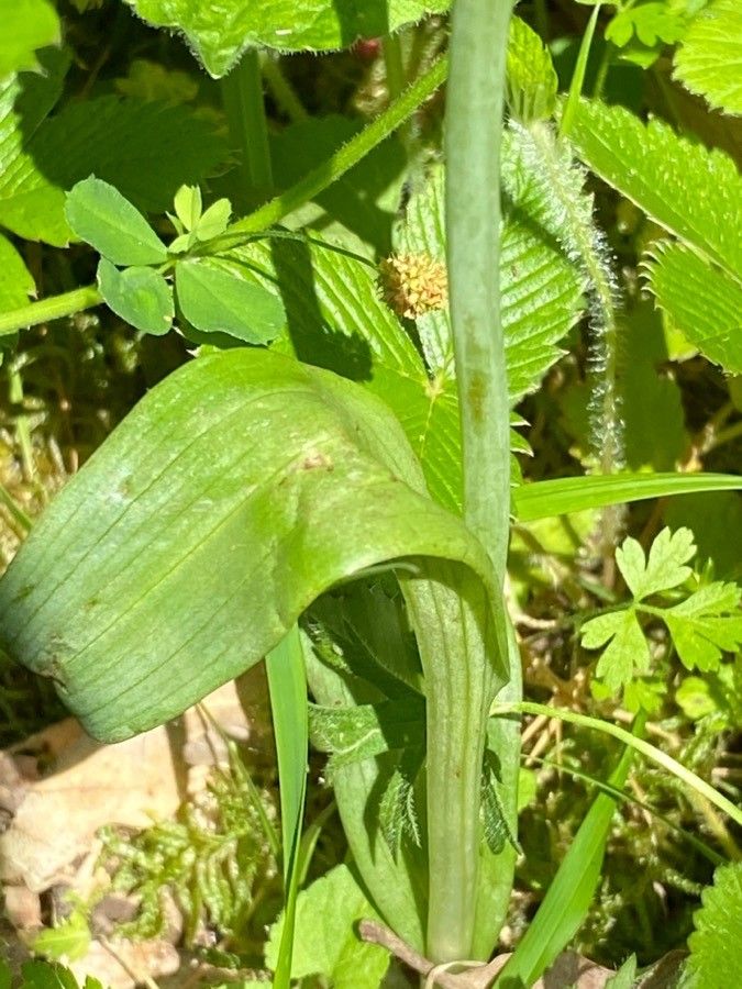 Ophrys apifera leaf