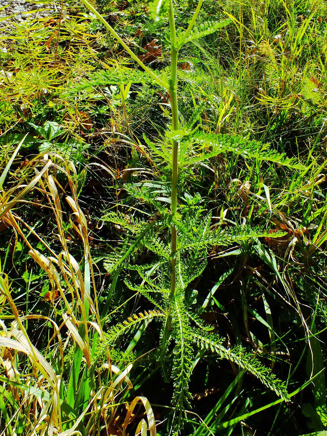 Achillea collina leaf