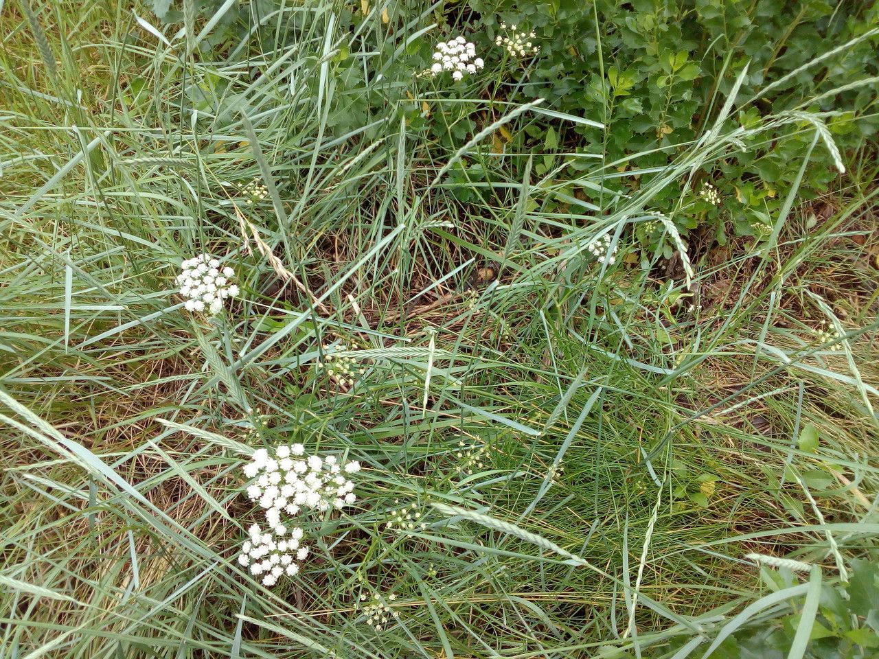 Oenanthe foucaudii flower