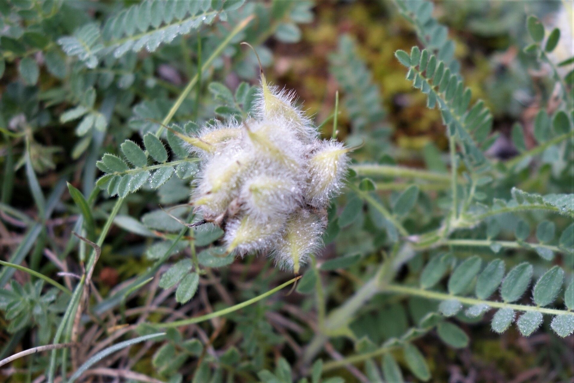 Astragalus echinatus fruit