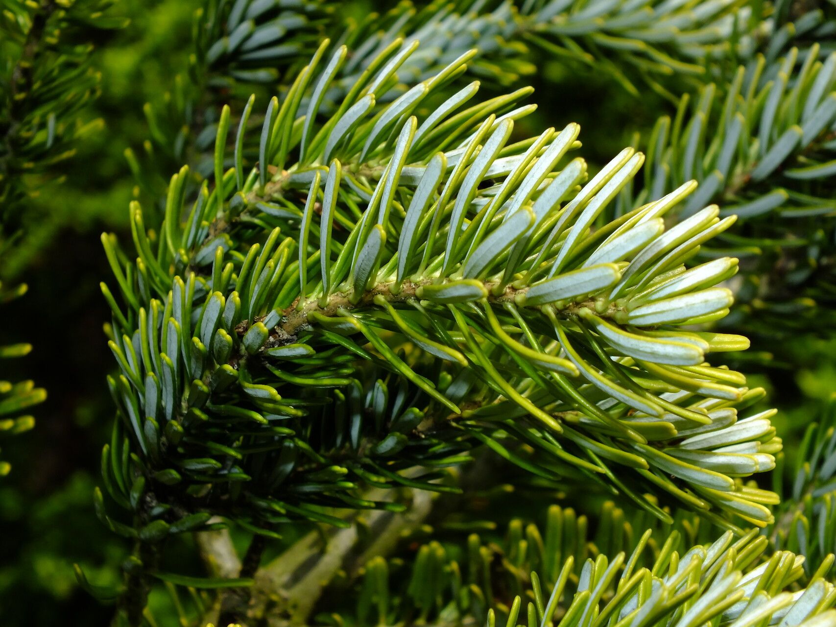 Abies × arnoldiana — houseplant care guide