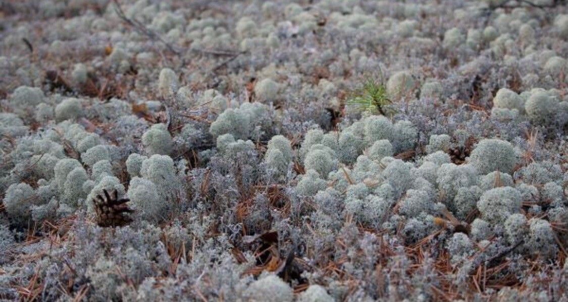 Artemisia pycnocephala — search result for 'Artemisia'